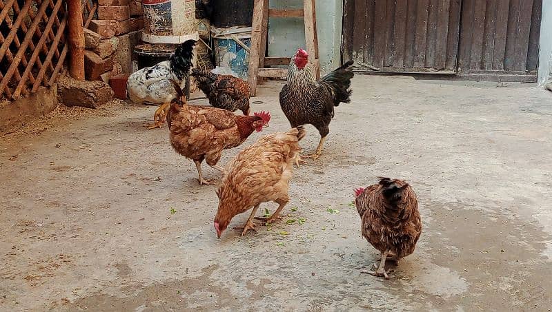 Desi murgha, 3 golden misri hens 03000674152 3