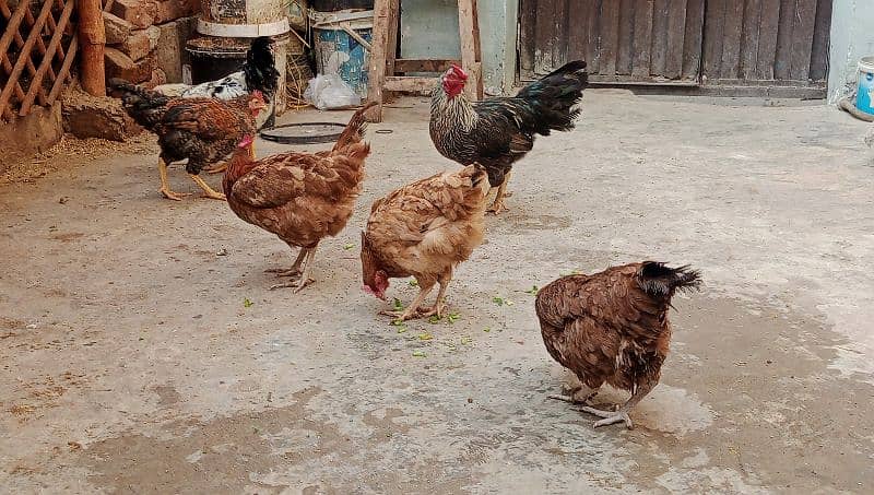 Desi murgha, 3 golden misri hens 03000674152 4