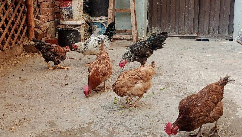 Desi murgha, 3 golden misri hens 03000674152 5