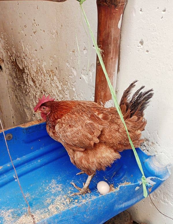 Desi murgha, 3 golden misri hens 03000674152 6