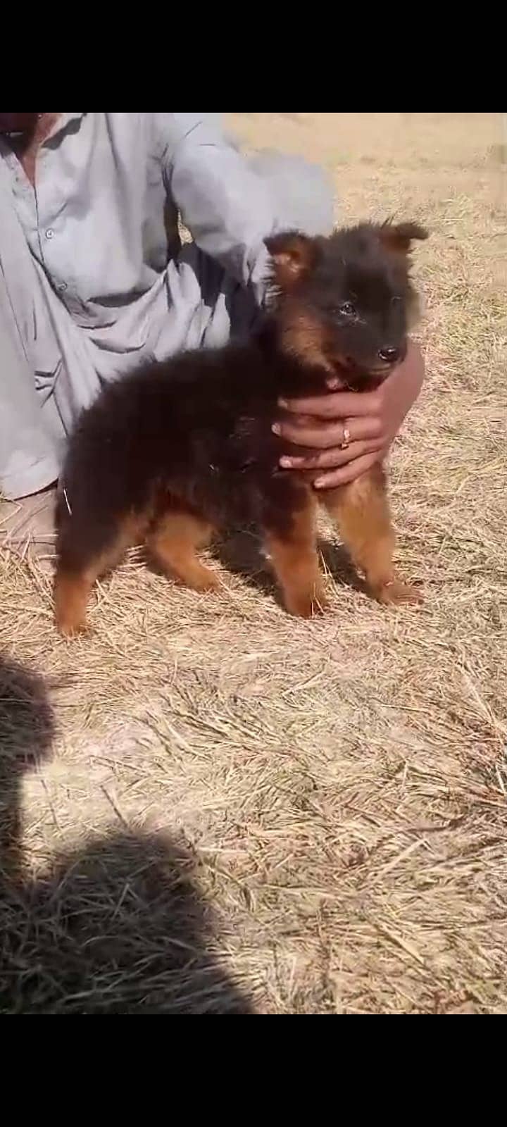 black German Shepherd puppy / GSD dog /long coat puppies / german dog 0