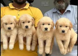 golden retriever puppies 03361777030