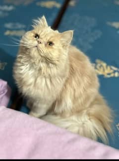 persian kitten for sale