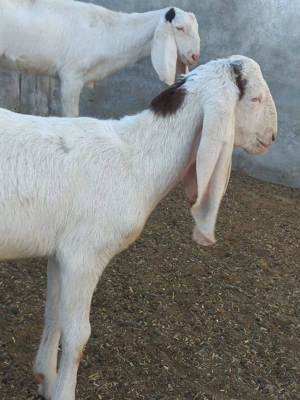 lambe kan white eyes white khur healthy and active male 0