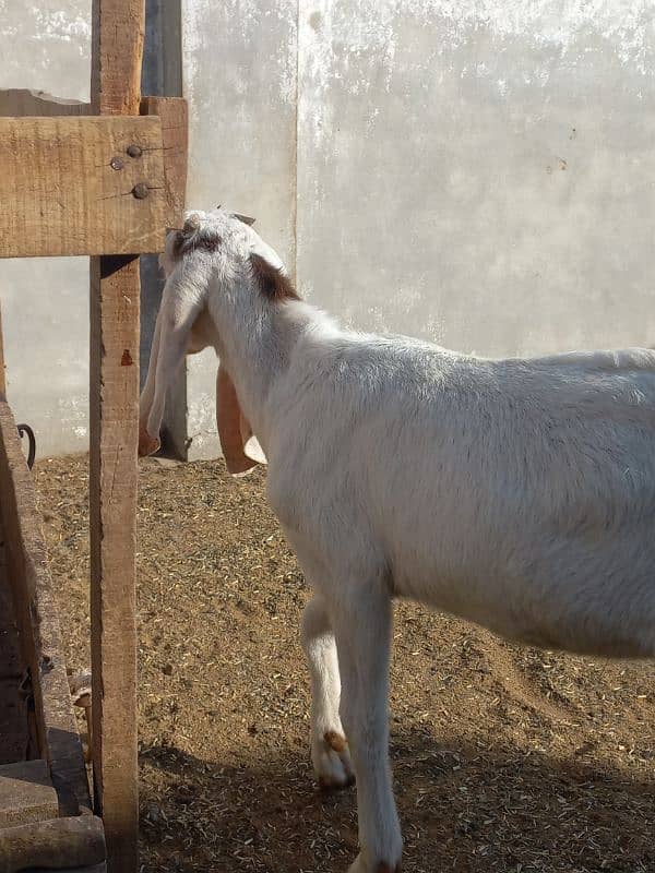 lambe kan white eyes white khur healthy and active male 3