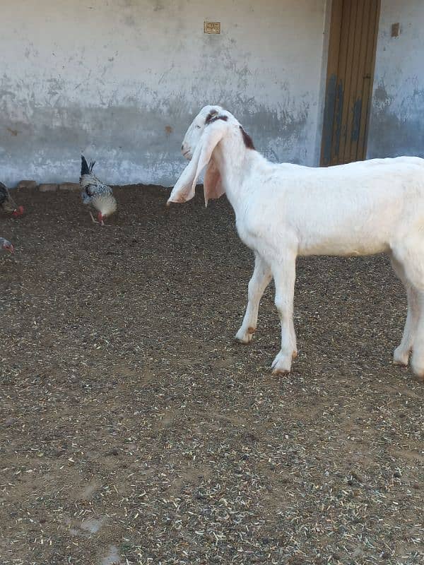 lambe kan white eyes white khur healthy and active male 4