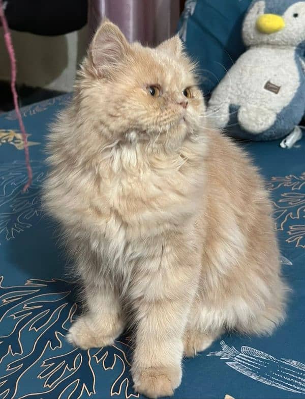 persian kitten for sale 3