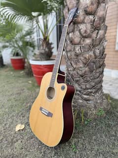 Professional Acoustic Guitar