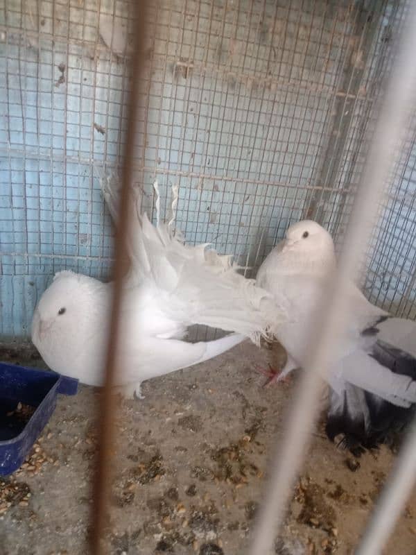 BEAUTIFUL FANCY LAKA PIGEON BREEDER PAIR 0