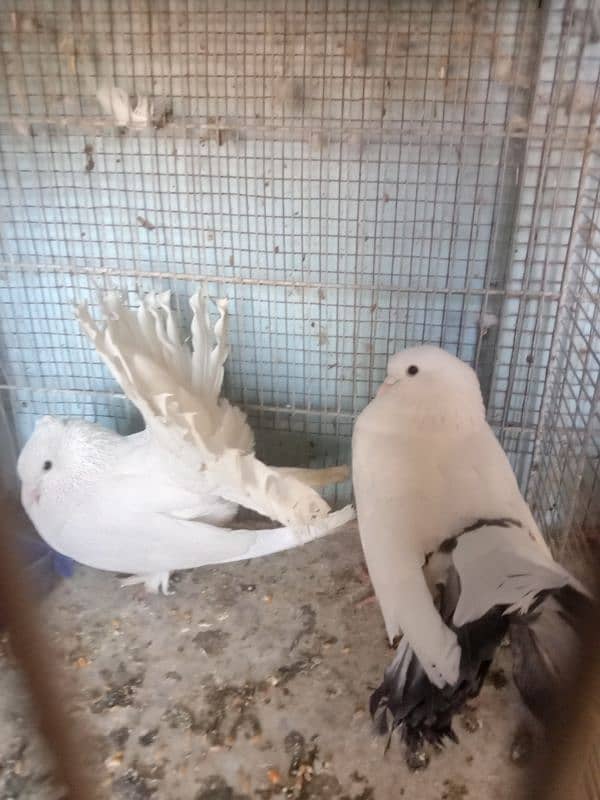 BEAUTIFUL FANCY LAKA PIGEON BREEDER PAIR 1