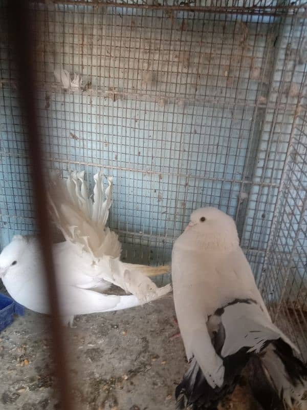 BEAUTIFUL FANCY LAKA PIGEON BREEDER PAIR 2