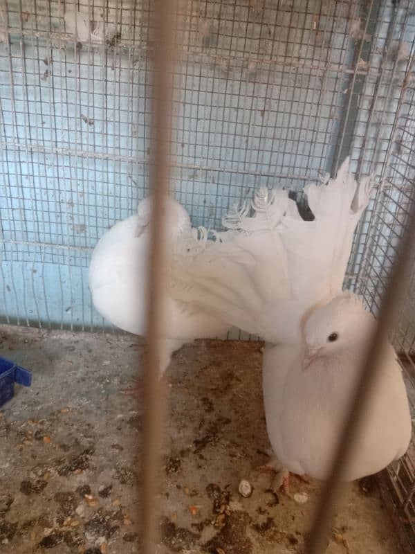 BEAUTIFUL FANCY LAKA PIGEON BREEDER PAIR 3