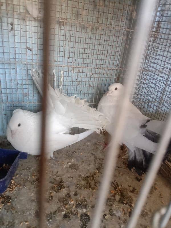 BEAUTIFUL FANCY LAKA PIGEON BREEDER PAIR 4