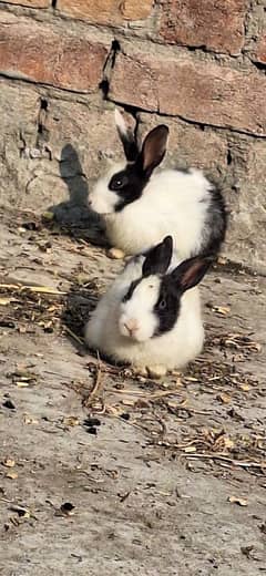 Rabbit females