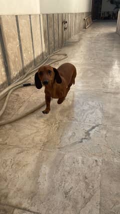 dachshund dog / imported male / dog for sale