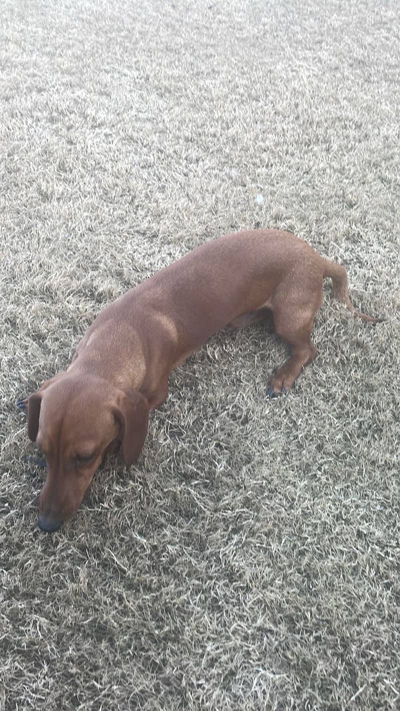 dachshund dog / imported male / dog for sale 1