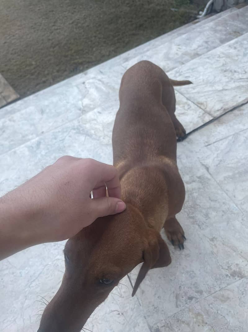 dachshund dog / imported male / dog for sale 2