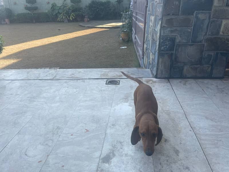 dachshund dog / imported male / dog for sale 3