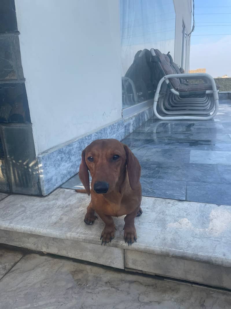 dachshund dog / imported male / dog for sale 4