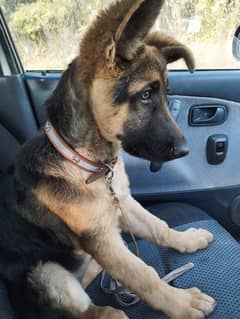 Good quality female puppy German shepherd