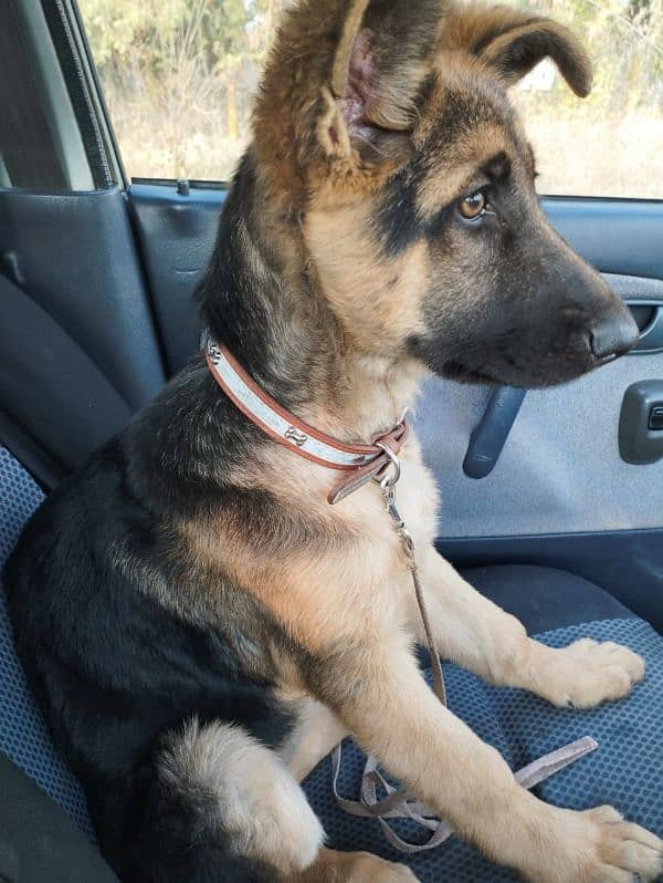 Good quality female puppy German shepherd 2