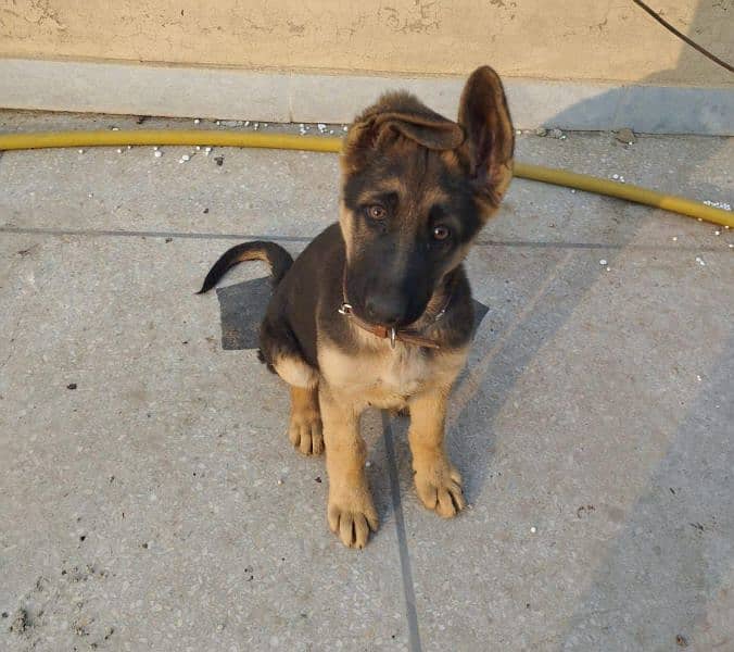 Good quality female puppy German shepherd 3