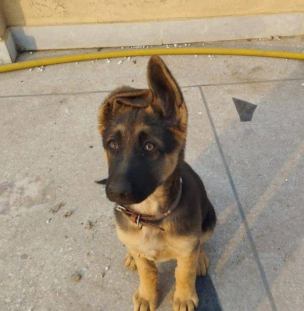 Good quality female puppy German shepherd 4