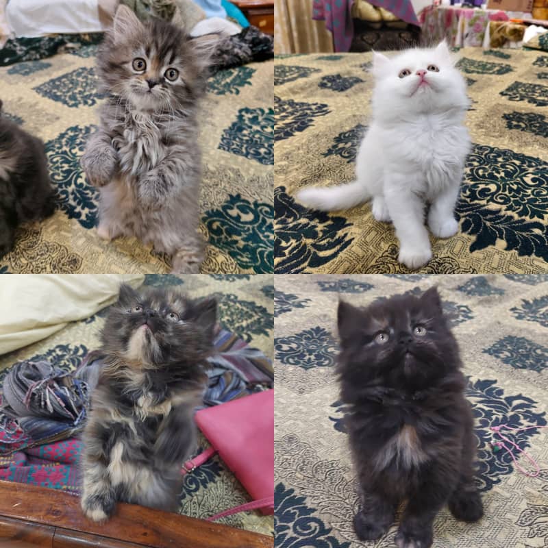 Punch Face Persian & Siberian mix kittens. 0