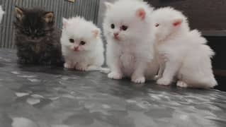 kittens available