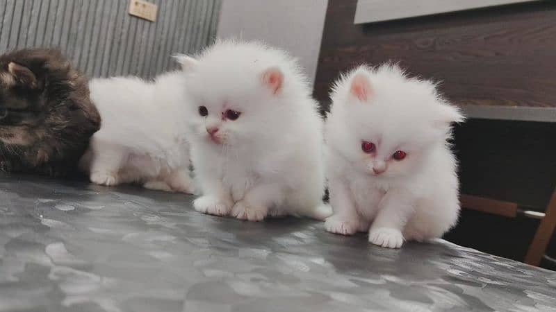 kittens  03234102419 4