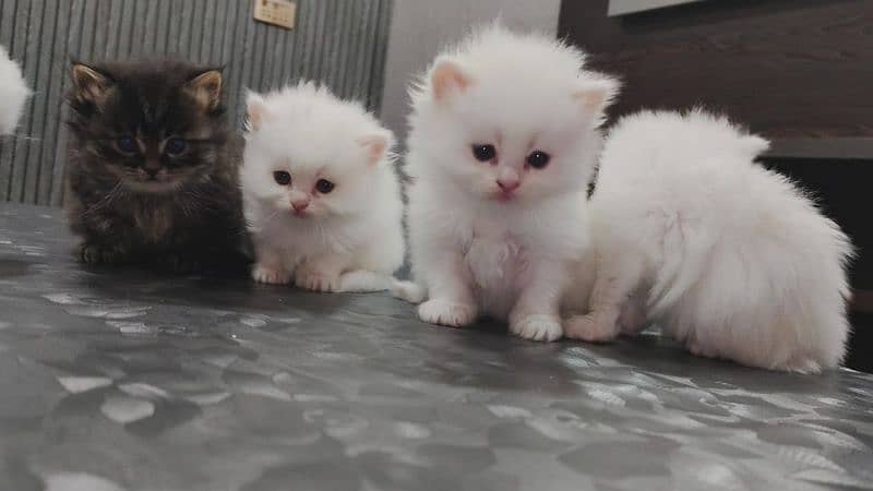 kittens  03234102419 19