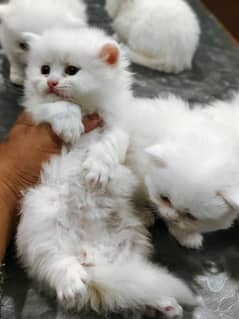 Persian Triple Coat Female Kittens For Sale Semi Punch Face