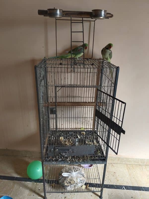 Raw Alexander parrot pair 0