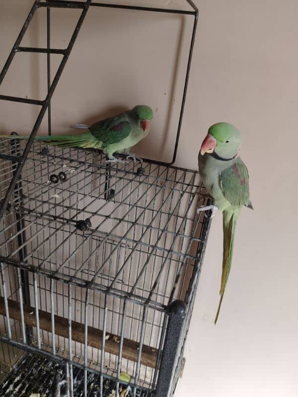 Raw Alexander parrot pair 2