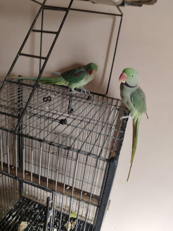 Raw Alexander parrot pair 3