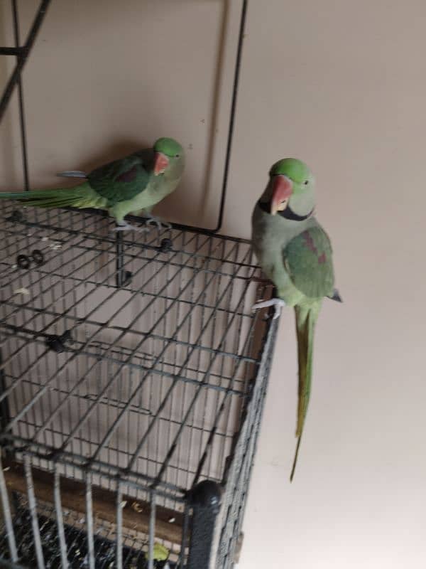 Raw Alexander parrot pair 5