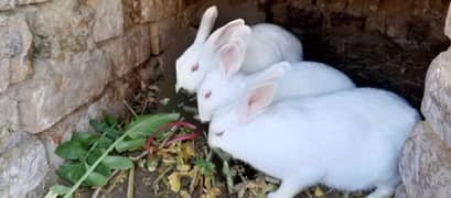 most demanding red eye white furry rabbit pair+ one female rabbit