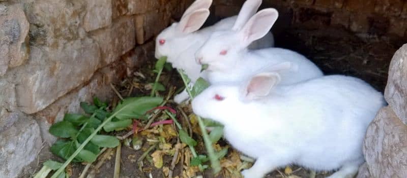 most demanding red eye white furry rabbit pair+ one female rabbit 1