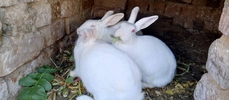 most demanding red eye white furry rabbit pair+ one female rabbit 2