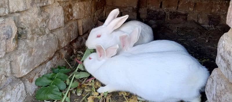 most demanding red eye white furry rabbit pair+ one female rabbit 3