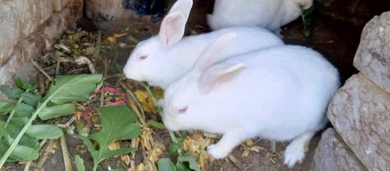 most demanding red eye white furry rabbit pair+ one female rabbit 4