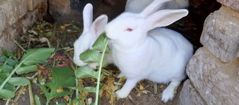 most demanding red eye white furry rabbit pair+ one female rabbit 5