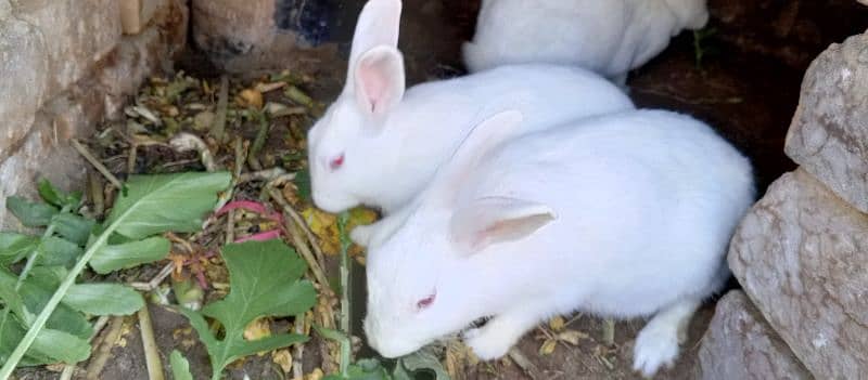 most demanding red eye white furry rabbit pair+ one female rabbit 6