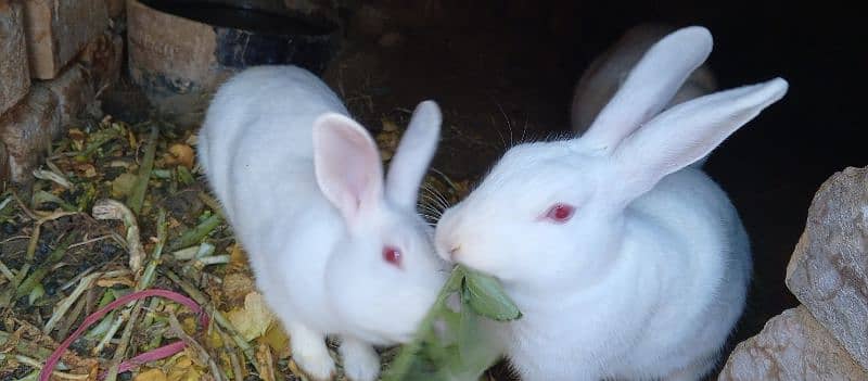 most demanding red eye white furry rabbit pair+ one female rabbit 7