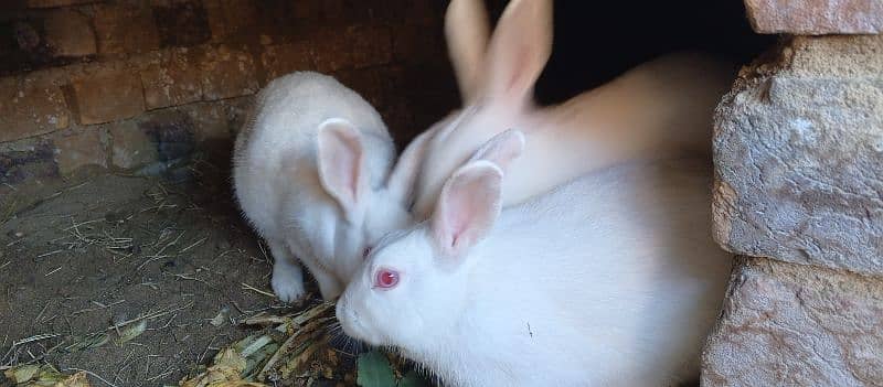 most demanding red eye white furry rabbit pair+ one female rabbit 8