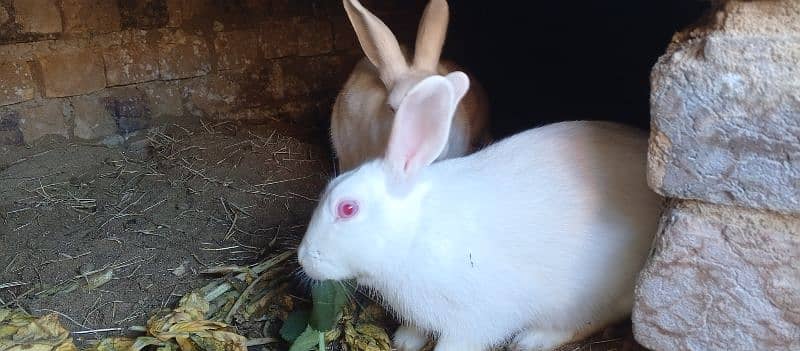 most demanding red eye white furry rabbit pair+ one female rabbit 9