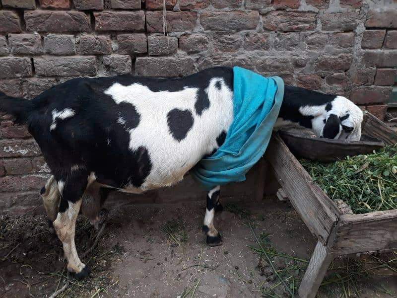 dhood wali bakri 2