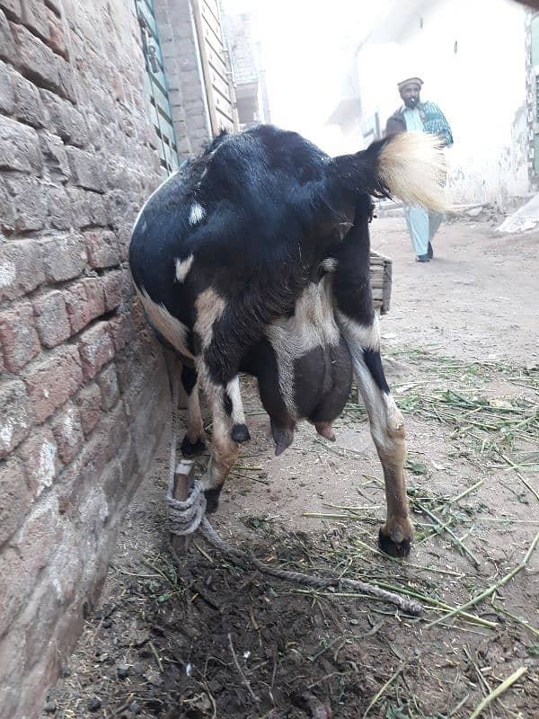 dhood wali bakri 3