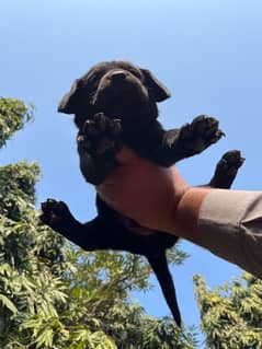 British Labrador 6 puppies available numbar 03226666622