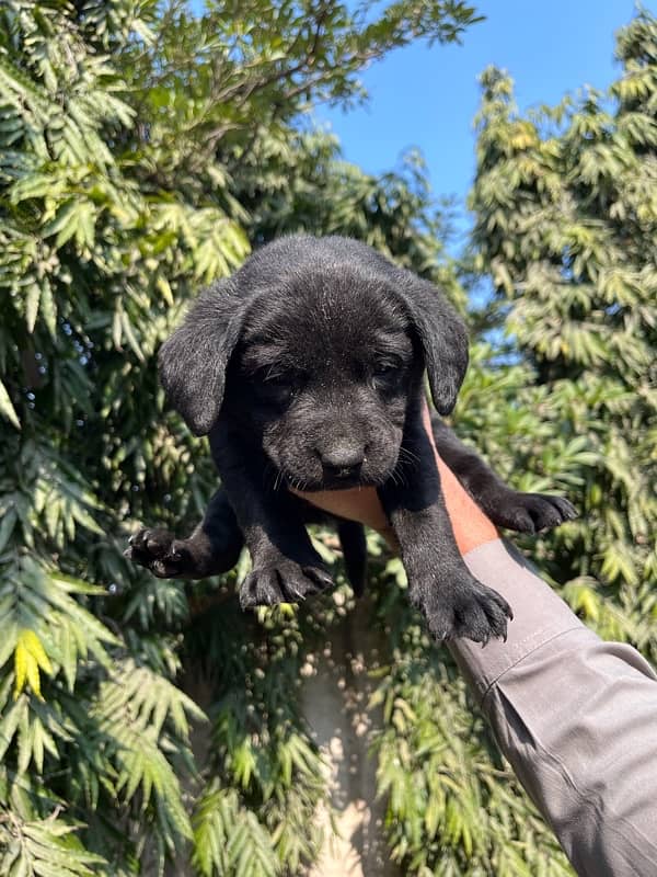 British Labrador 6 puppies available numbar 03226666622 1